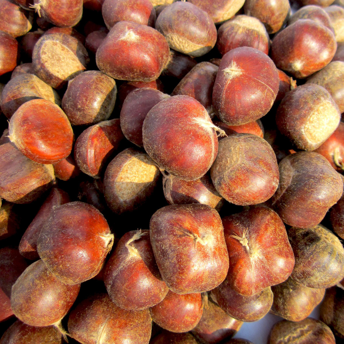 Chestnuts supply fresh ostrich, raw, fresh chestnuts.