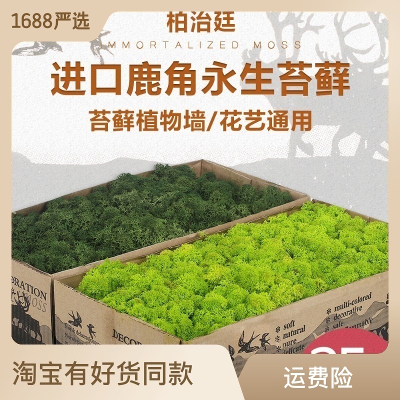 进口挪威苔藓鹿角藓鹿芯藓鹿蕊藓防火永生苔藓青苔仿真绿植苔藓墙