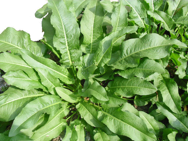 供應優質綠茶提取液 廠家直銷 質量保證