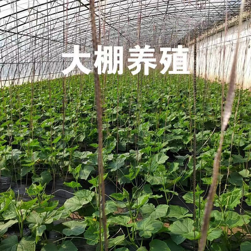 dưa chuột dưa leo dưa chuột dưa leo dưa leo ở phía đông núi.