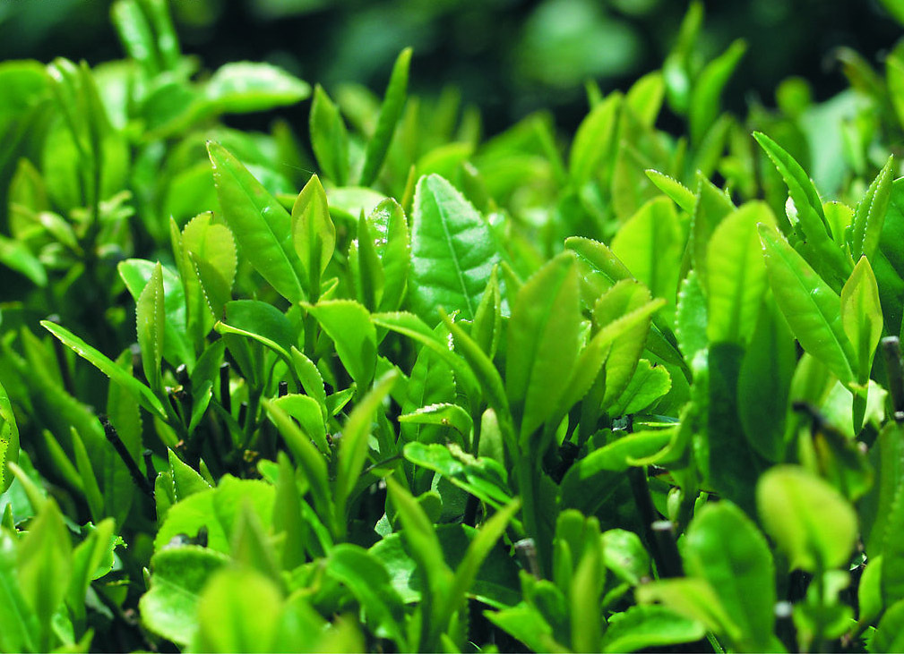Supply of red tea extraction fluid
