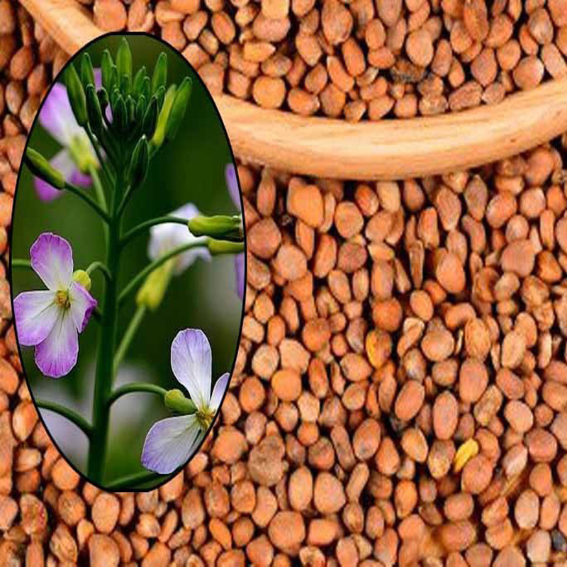 Carrot seeds, oil extraction material, Heilongjiang's professional plant, direct marketing.