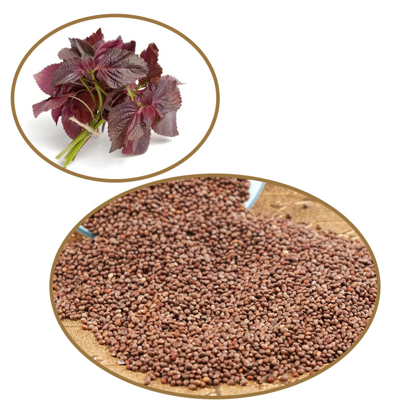 Export of raw raw oil from the Heilongjiang province in the form of a batch of purple sour seeds,