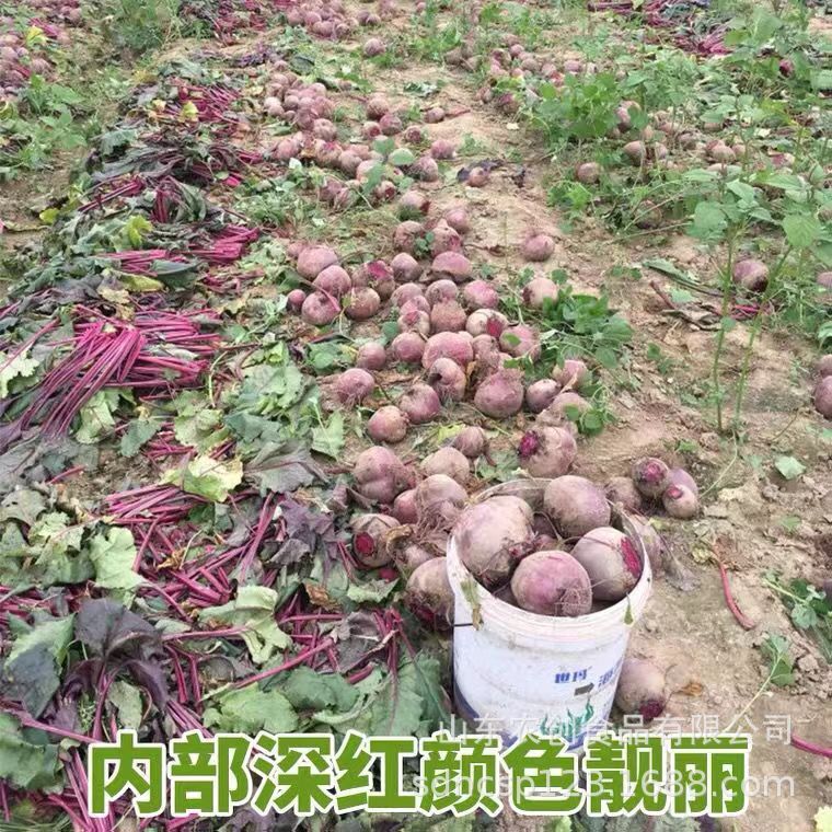 빨간 사탕 뿌리 분말의 500 g.
