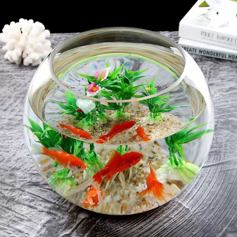 Một bể cá tròn với nước thủy tinh dày để cho một bể cá ăn với đồ trang trí thượng hạng.