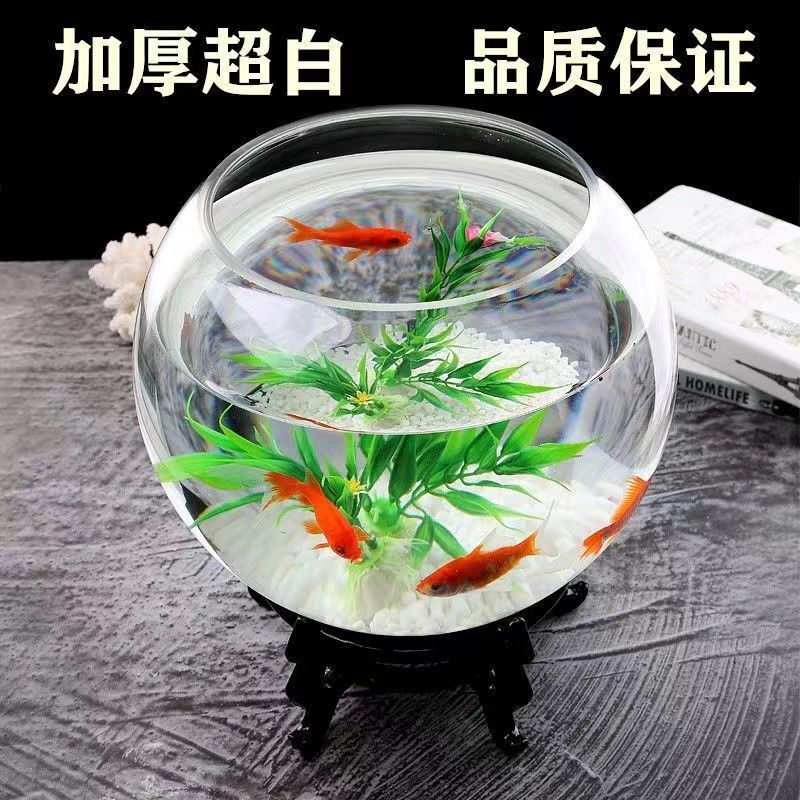 Một bể cá tròn với nước thủy tinh dày để cho một bể cá ăn với đồ trang trí thượng hạng.