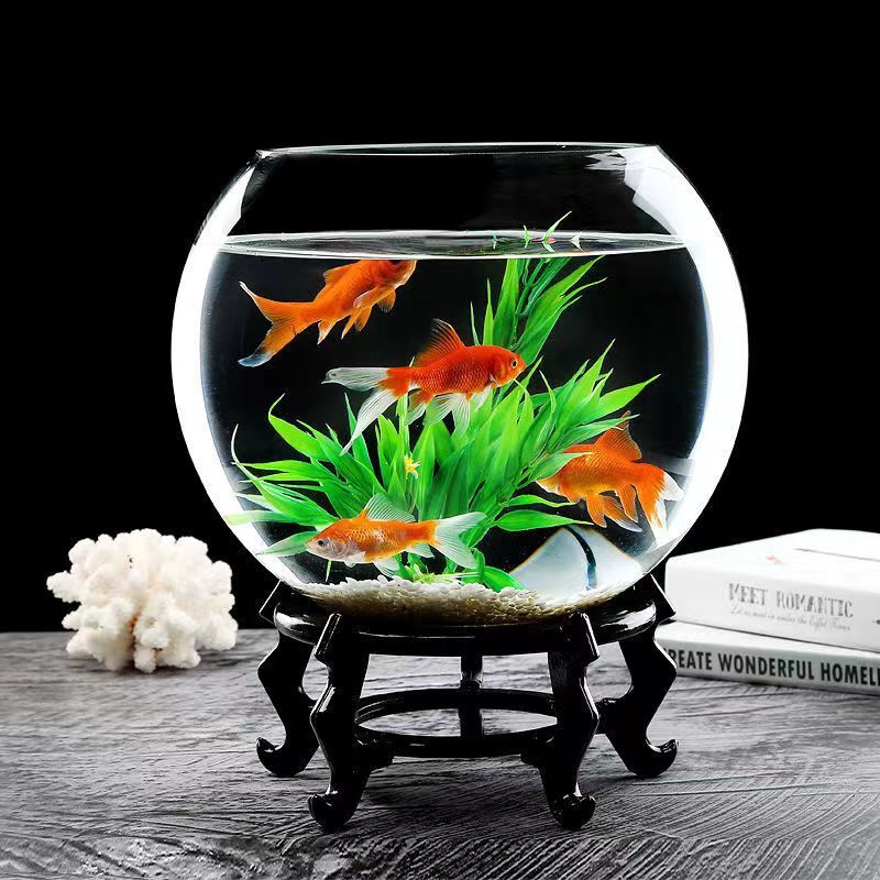 Một bể cá tròn với nước thủy tinh dày để cho một bể cá ăn với đồ trang trí thượng hạng.