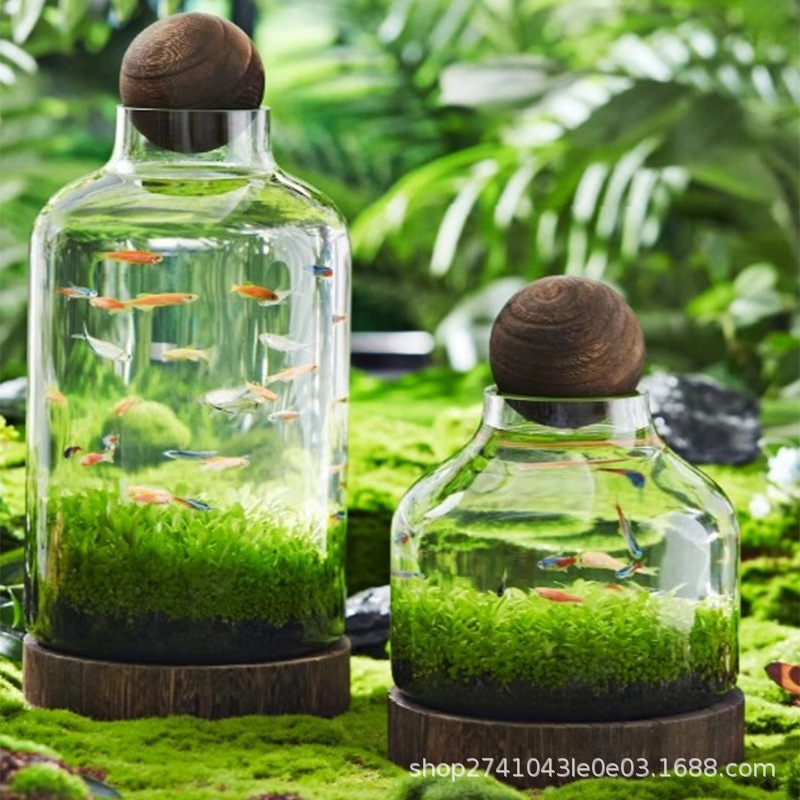 Một bể cá trong suốt Nhật Bản với gỗ được bọc cao và bể cá hình bầu dục dày