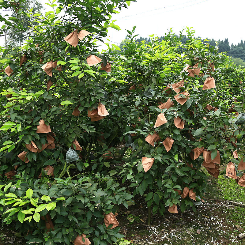Sichuan Angry lemon fruit, fresh orange lemon, good-quality fruit, 5-pound mail.