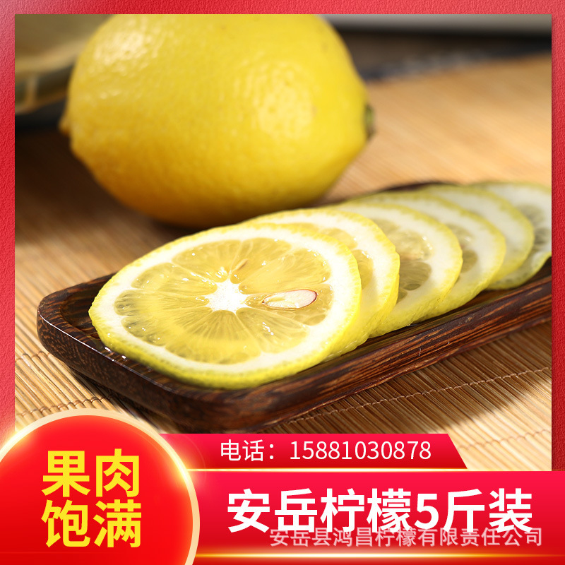 Fresh lemon and green lemon fruit, five pounds of lemon.