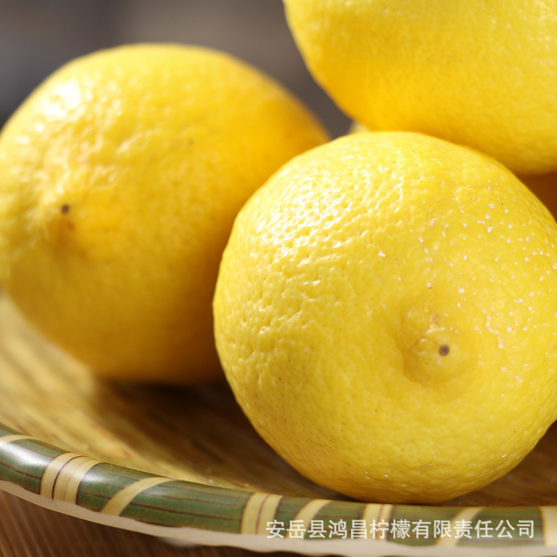 Fresh lemon and green lemon fruit, five pounds of lemon.