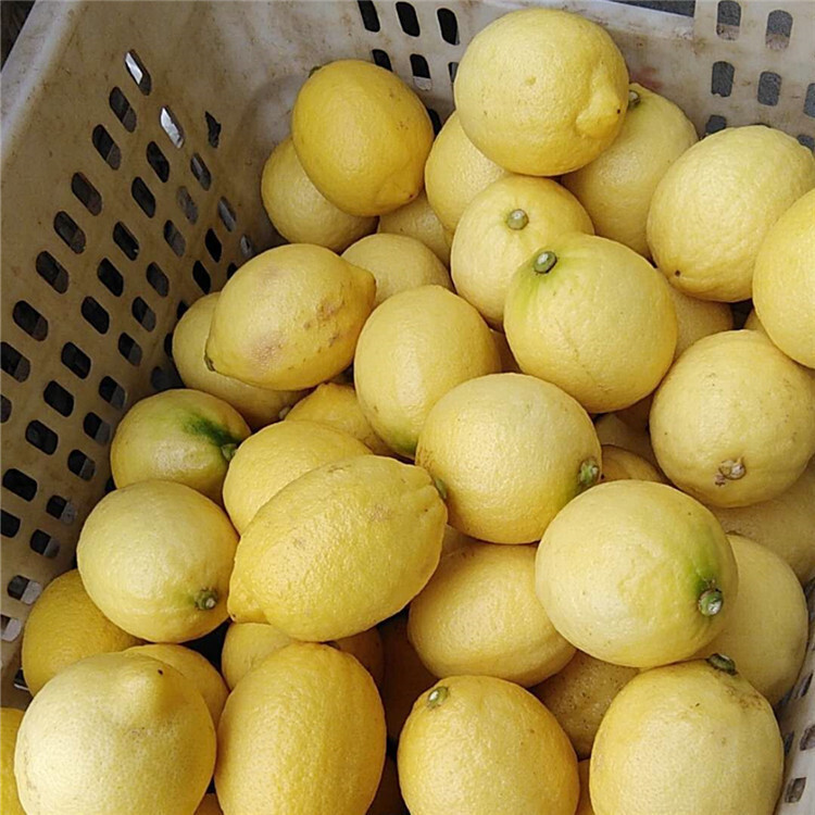 I'll give you a nice, juicy, juicy lemon peel.