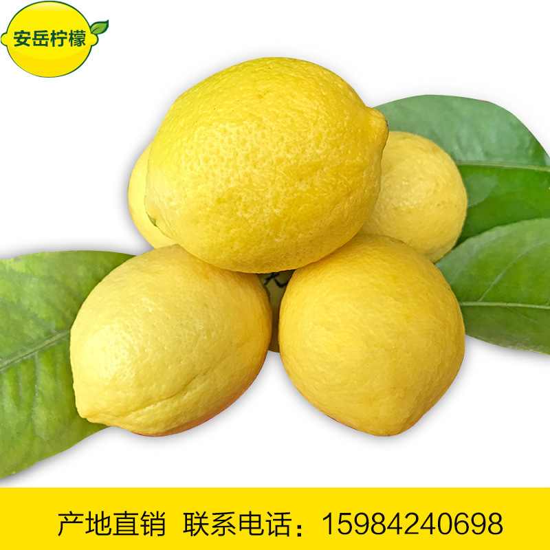 Fresh lemon and a big lemon, fresh and wholesale.