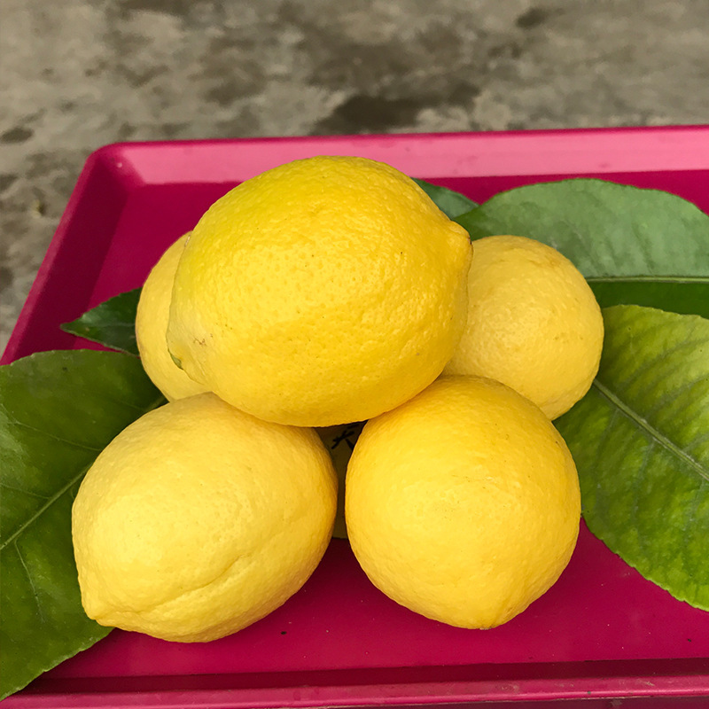 Sichuan Angry lemon fruit, fresh orange lemon, good-quality fruit, 5-pound mail.