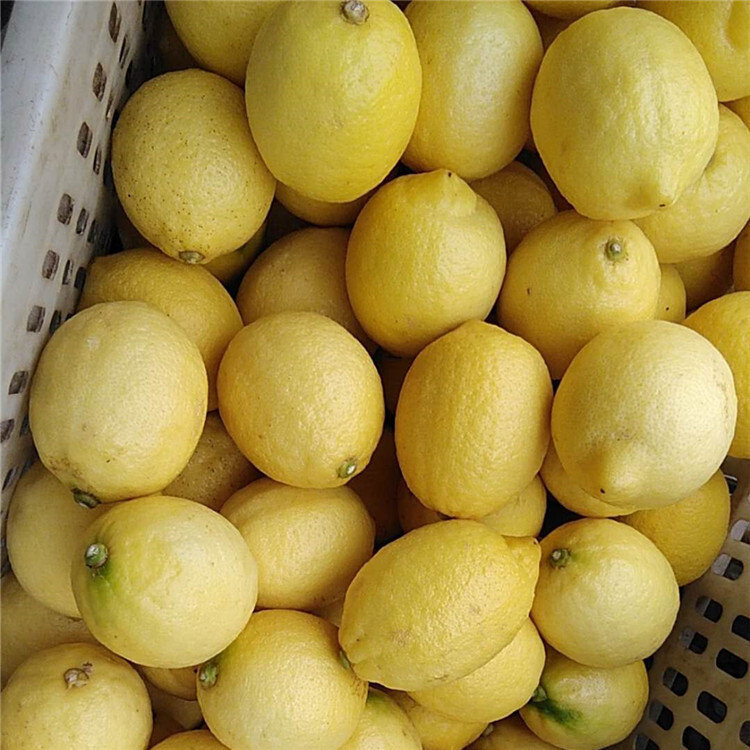 I'll give you a nice, juicy, juicy lemon peel.