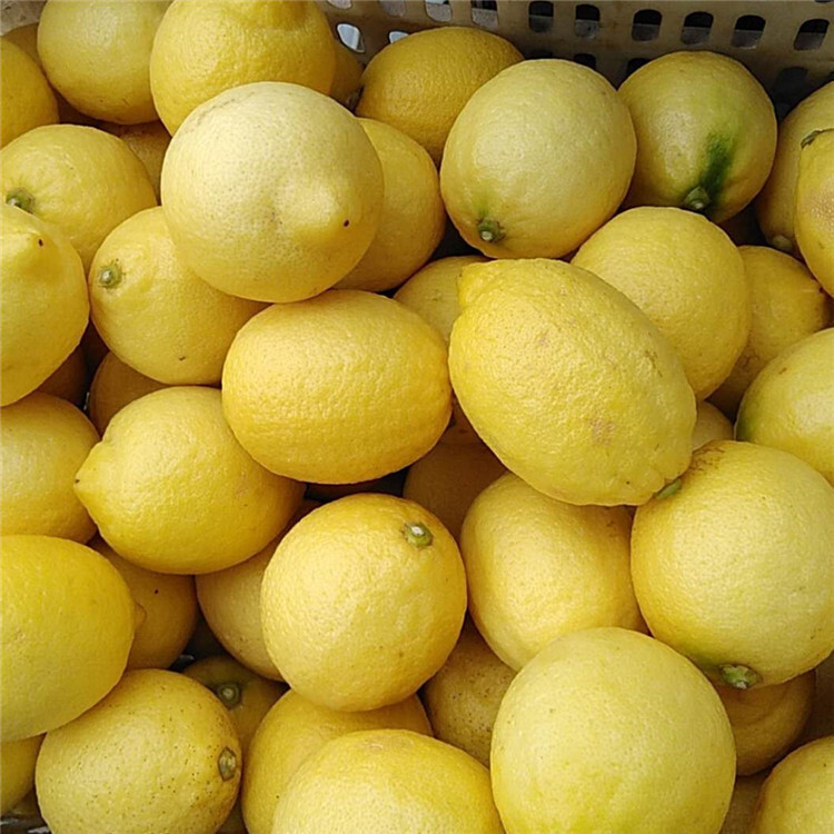 I'll give you a nice, juicy, juicy lemon peel.