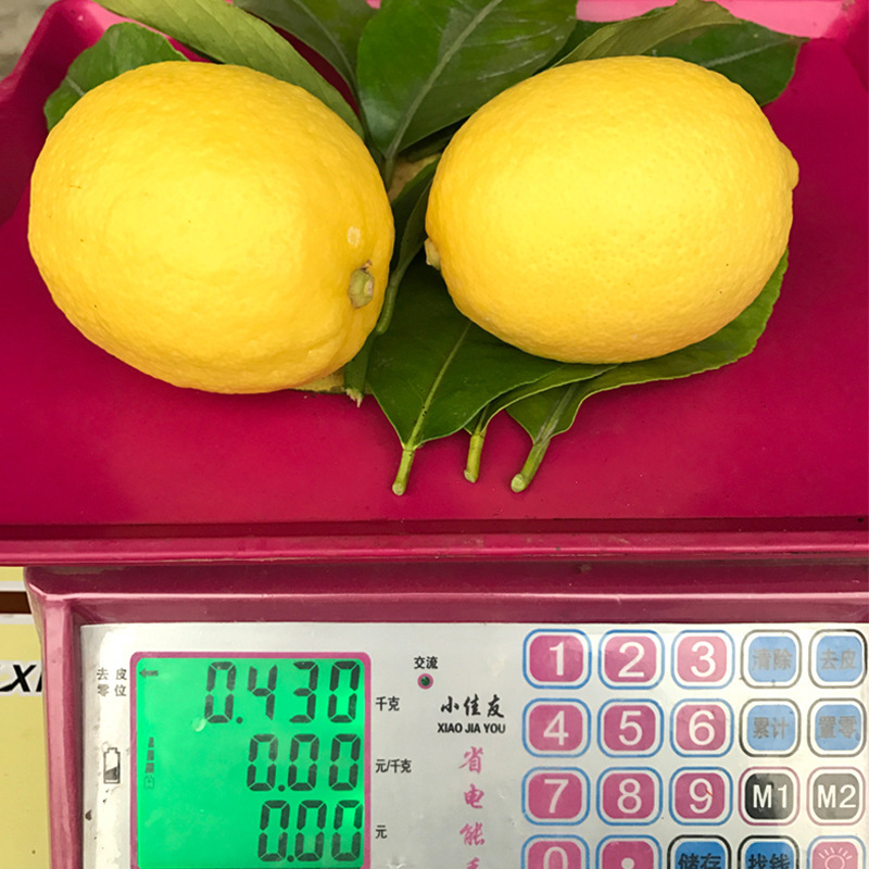 Fresh lemon and a big lemon, fresh and wholesale.