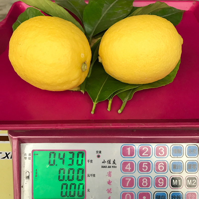 Fresh lemon and a big lemon, fresh and wholesale.