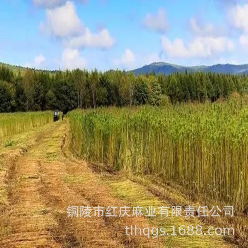 공장 공급 ricin 직물 R21s*21s 줄무늬, 의류 직물