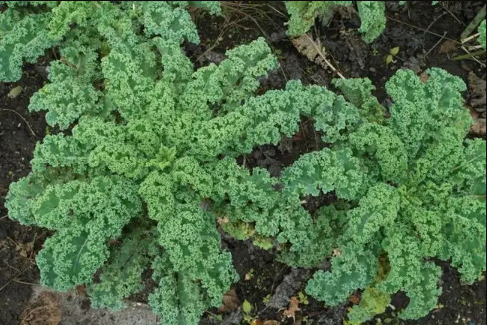 Powdered in kale, twirled kale, farmed for home-grown, plant solid drinks.