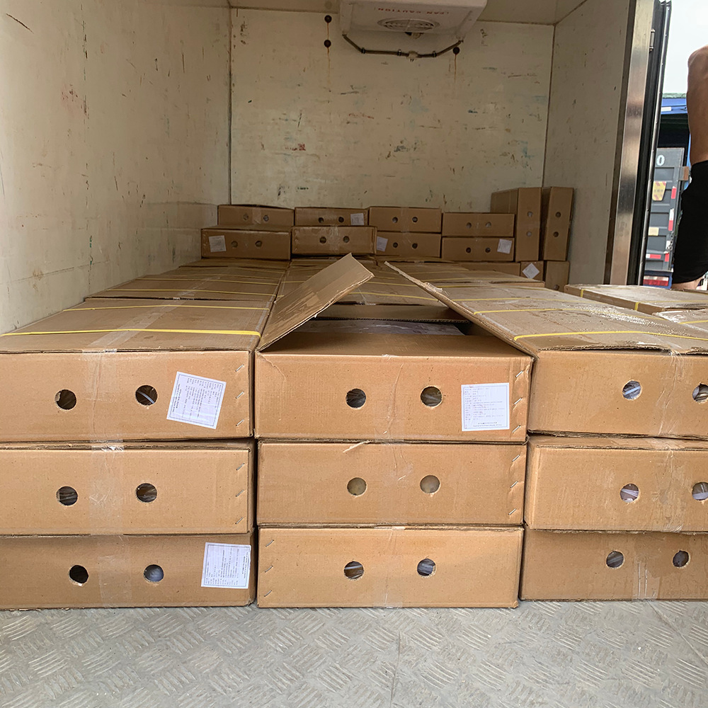 Bacalllus được làm lạnh 20kg/box, tươi và nướng và uống nước lạnh nguyên liệu cho các hạt giống Baclllus nhanh gọn
