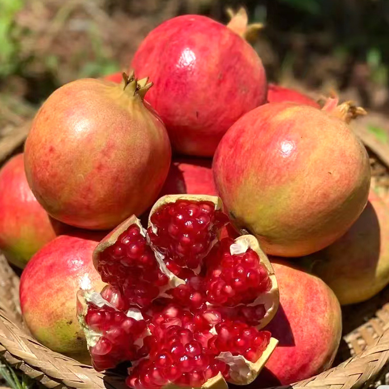 Sichuan will take care of Tunisian soft-seeded pomegranate.