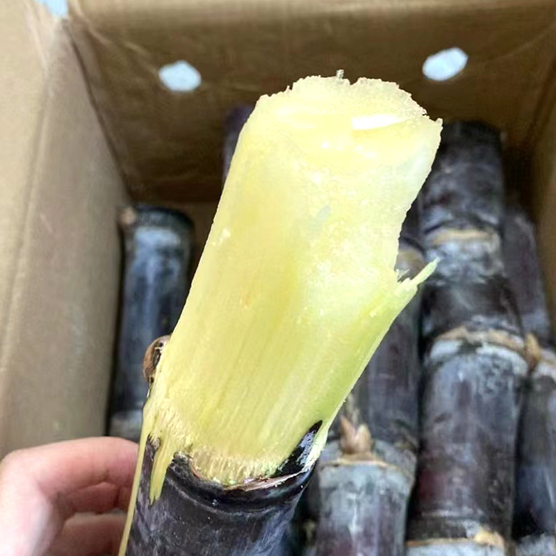 Guangxi의 까만 설탕 지팡이, 3 파운드 신선한 과일 및 설탕 지팡이.
