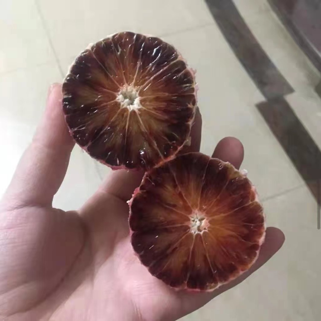 Taroko의 혈액 오렌지.