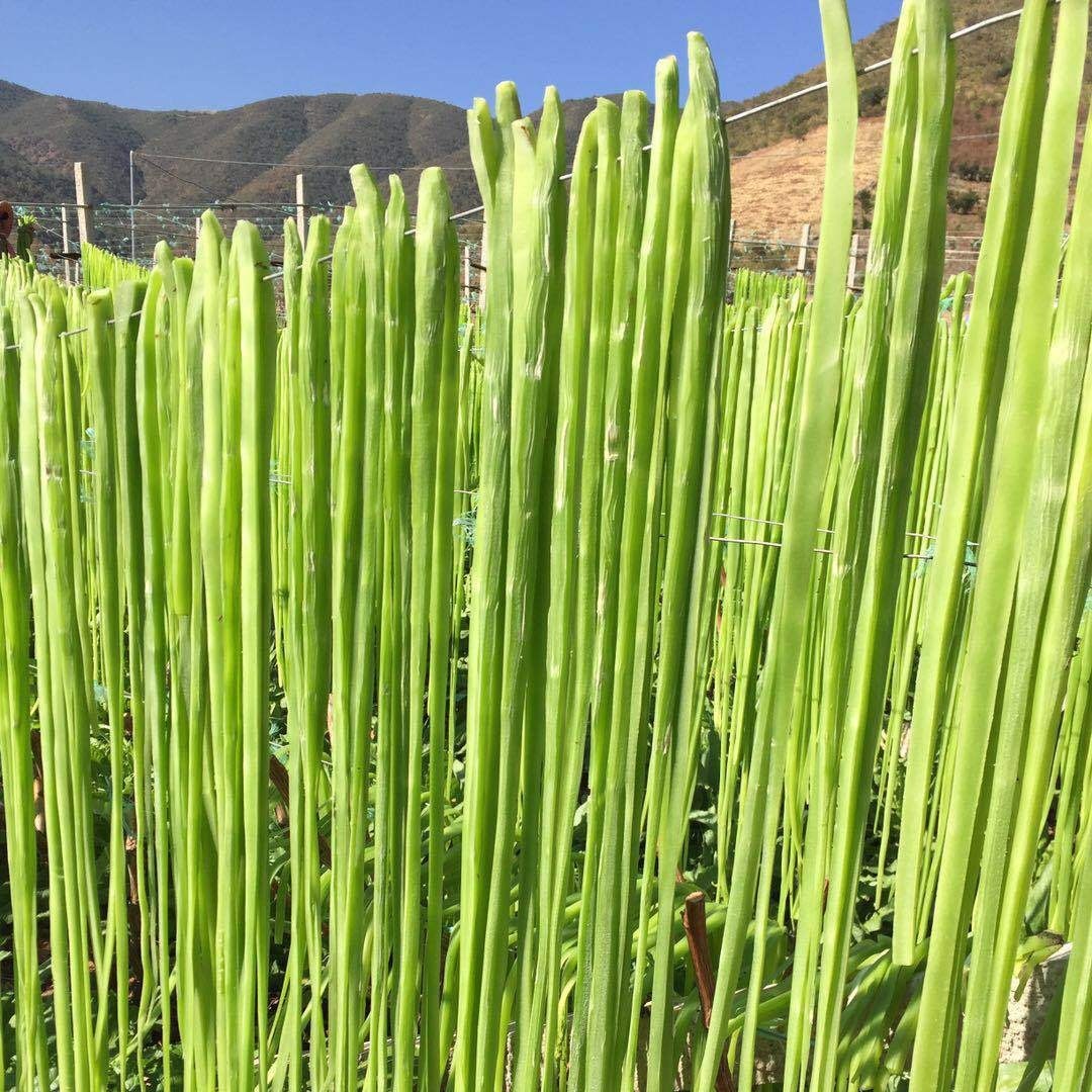 山禮然雲南乾貨貢菜 風乾無葉響菜山蟄乾薹菜 脫水蔬菜批發貢菜乾