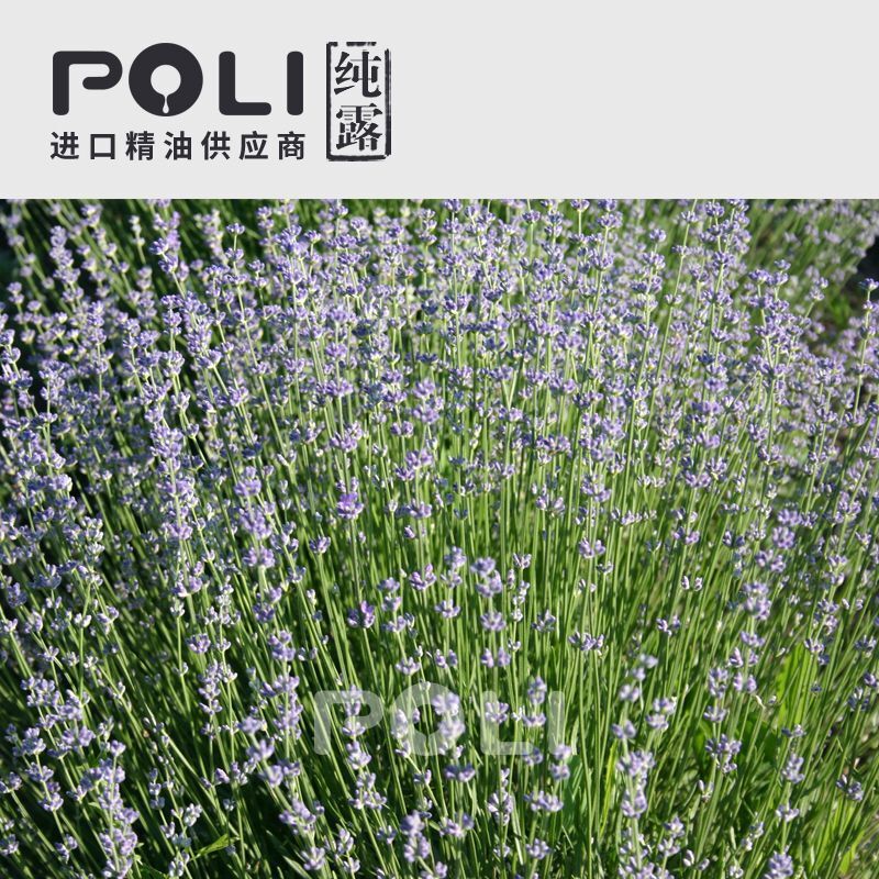 保加利亞有機薰衣草純露 純露花水供應批發 POLI頗黎進口滋潤純露