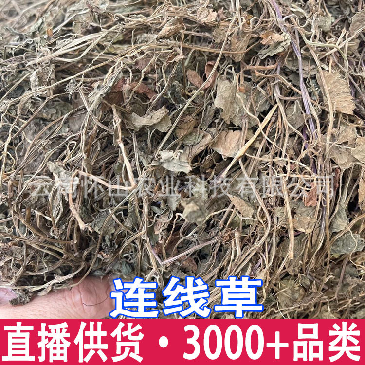 批發連線草中藥材精選新貨曬乾廣金錢草茶銅錢草金錢草落地金錢