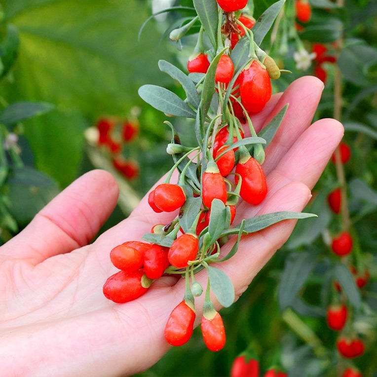 ginseng 코르셋을 가진 빨간 음료입니다.