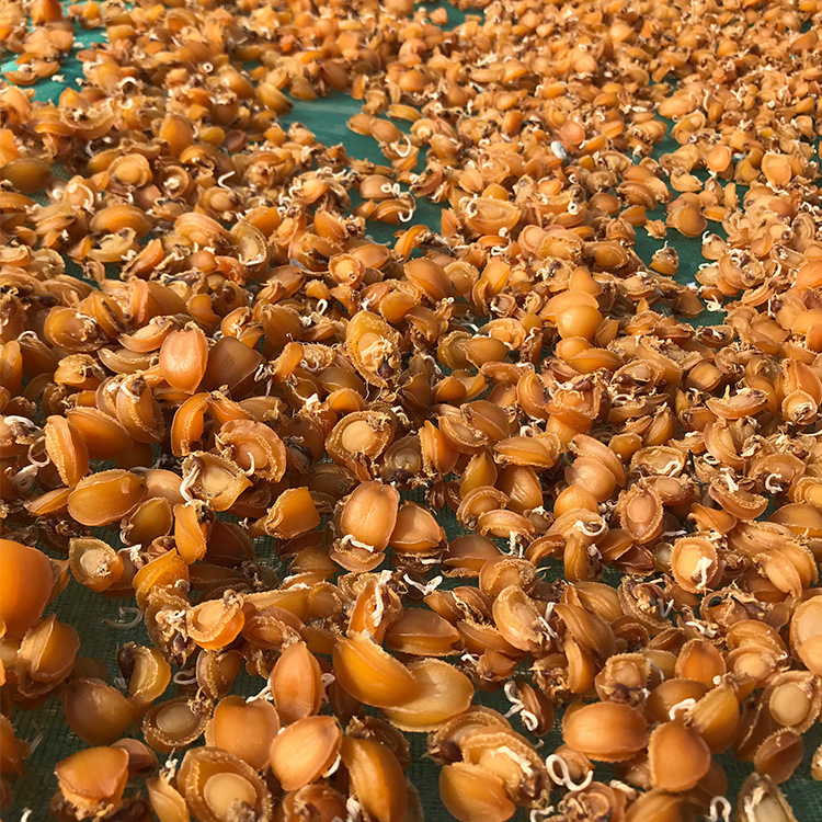 Nhà sấy khô của Fin là đầy đủ-ded-ded sấy khô khô khô khô khô khô khô khô khô khô khô khô khô khô khô khô khô khô khô khô khô khô khô, sấy khô, sấy khô, sấy khô-dum-dum-dum-dum-dm-dum-dum-dum-dum-dum-dum-dum-dum-dum-dum-dum-dm-dm-dum-dum-dm-dum-dm-dum-dum-dum-dm-dm-dum-dum-dum-dm-dm-dm-dm-dm-dm-dm-dm-dm-dm-dm-dm-dm-dm-dm-dm-dm-dm-dm-dm-dm-dm.