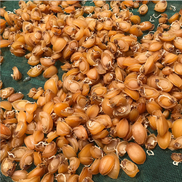 bào ngư biển khô, và những sản phẩm bào ngư nhỏ được bao phủ bởi nhà máy nhỏ bào ngư.