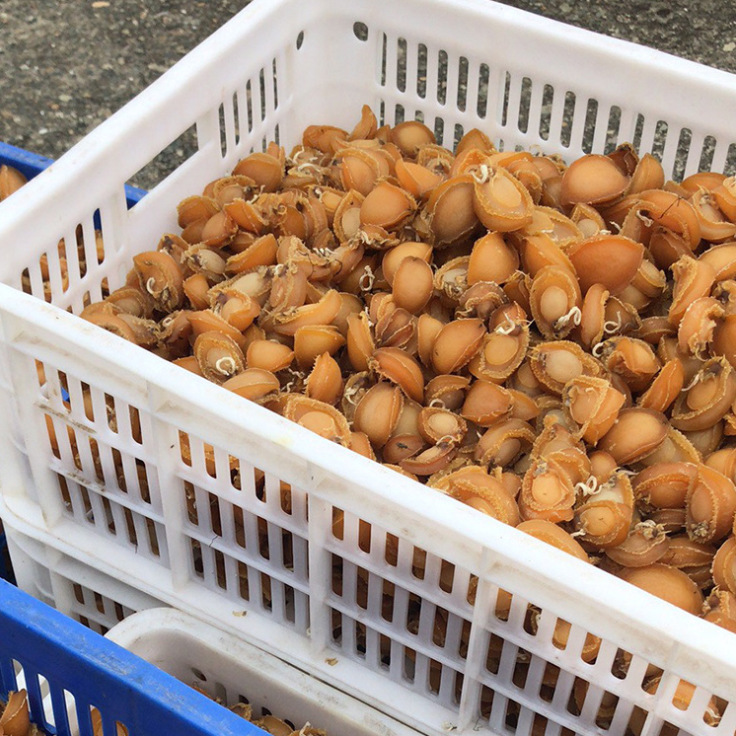 Một hàng hóa từ một nhà máy khô tại khách sạn Great Abalone Abalone ở đảo Fujian.