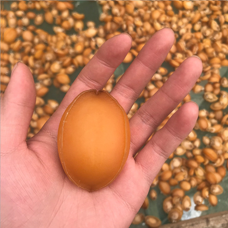 Một hàng hóa từ một nhà máy khô tại khách sạn Great Abalone Abalone ở đảo Fujian.