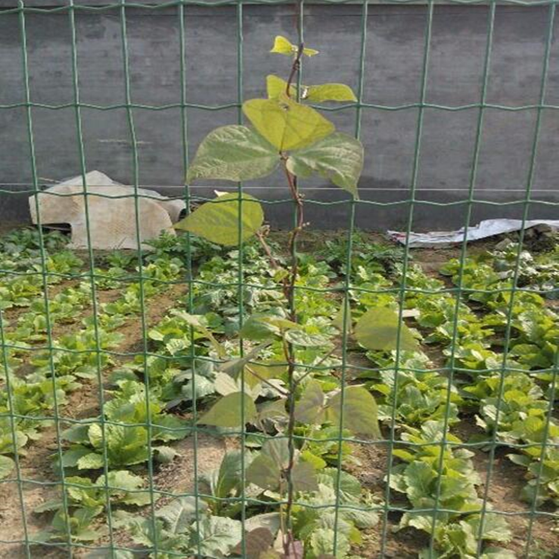 Hebei Farmer's Fence Fence Network, chicken barbed wire, horticultural ring of Dutch Net Loop corn.