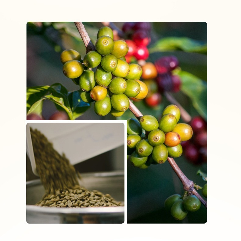 Green Coffee OEM, the source factory, custom-made coffee, sour coffee.