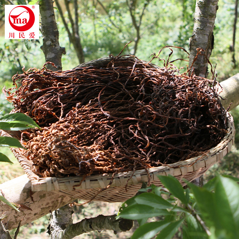 Sichuan-min thích ăn và ăn thức ăn từ một nhà máy khô.