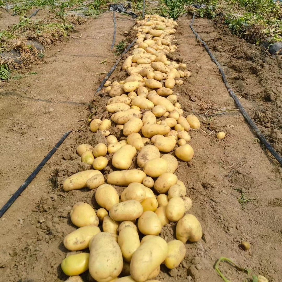 Khoai tây chiên, khoai tây nghiền vàng 5 hạt.