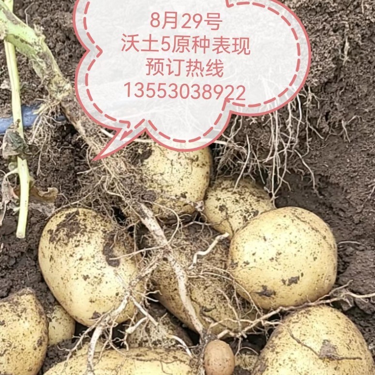 Tôi sẽ cung cấp một mẻ khoai tây, và tôi sẽ trồng một căn cứ khoai tây với một hạt giống đầy đất.