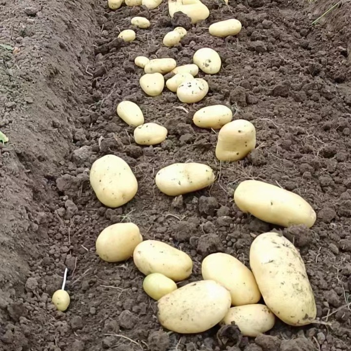 Sản xuất và bán 5 loại khoai tây từ căn cứ bán sỉ khoai tây
