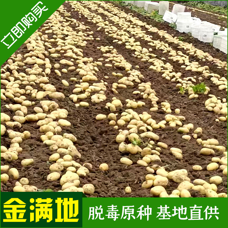 Sản xuất và bán 5 loại khoai tây từ căn cứ bán sỉ khoai tây