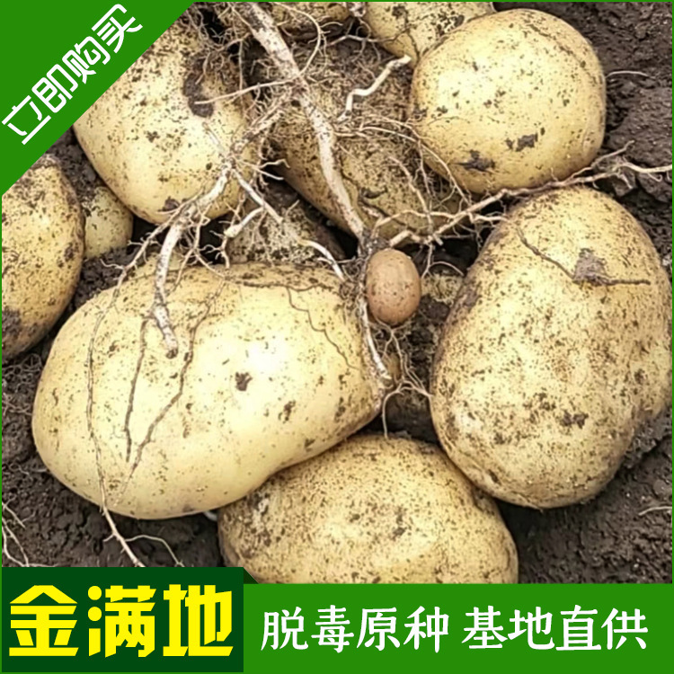 Tôi sẽ cung cấp một mẻ khoai tây, và tôi sẽ trồng một căn cứ khoai tây với một hạt giống đầy đất.