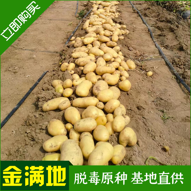 Căn cứ là khoai tây giàu vàng, hạt khoai tây, hạt khoai tây.