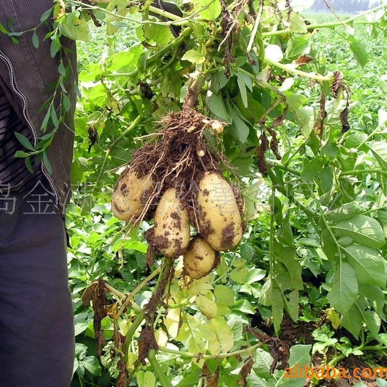Natri hạt khoai tây nguyên chất có thể được trồng trực tiếp để giải độc khoai tây.