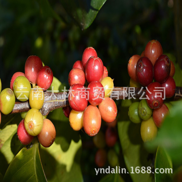 Yunnan 커피 콩, 배달, 링크.