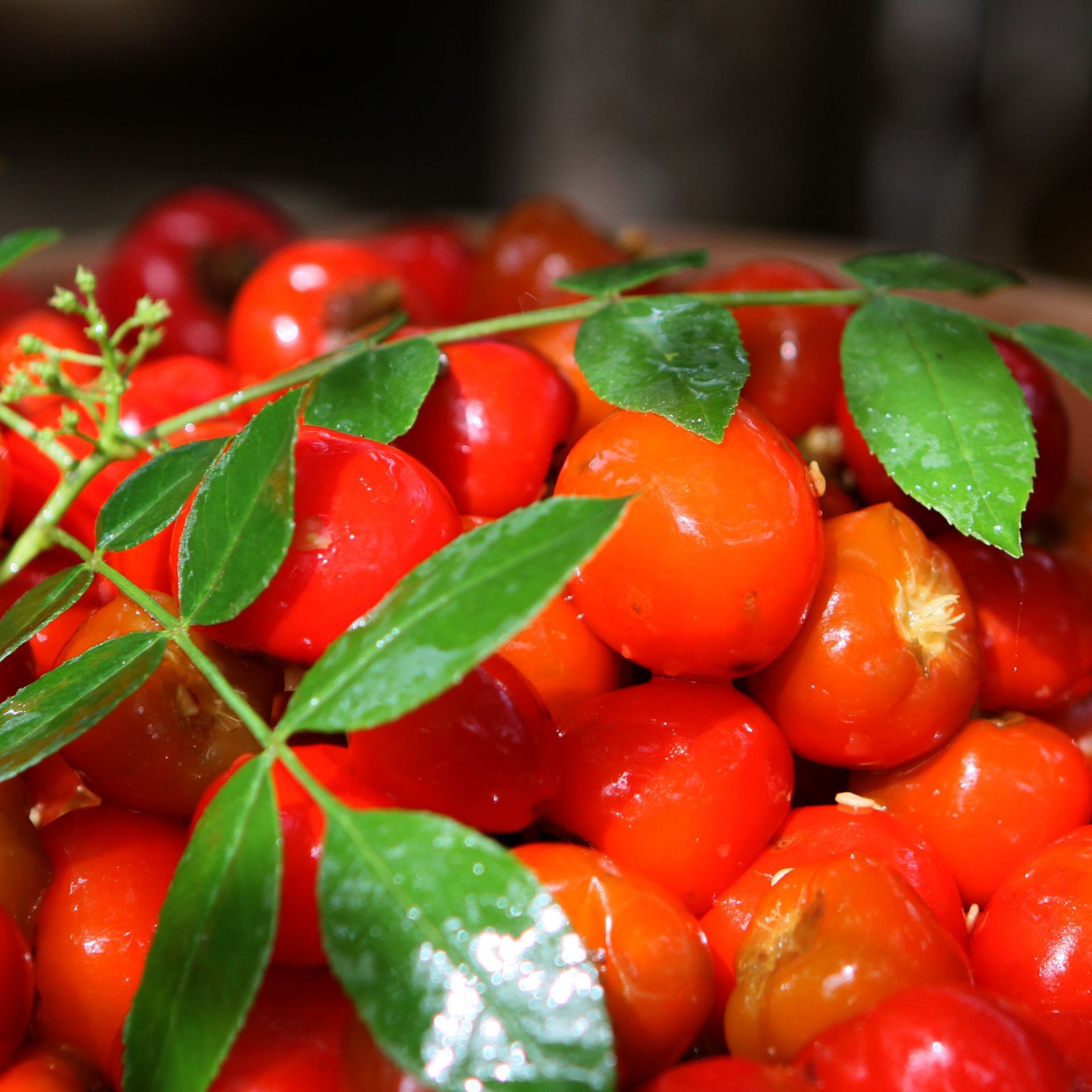 Kawamin thích đèn đỏ của Sichuan.