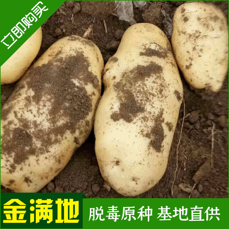 Nguồn cung cấp đầy khoai tây Hà Lan, 6.0% nước, khoai tây Hà Lan.