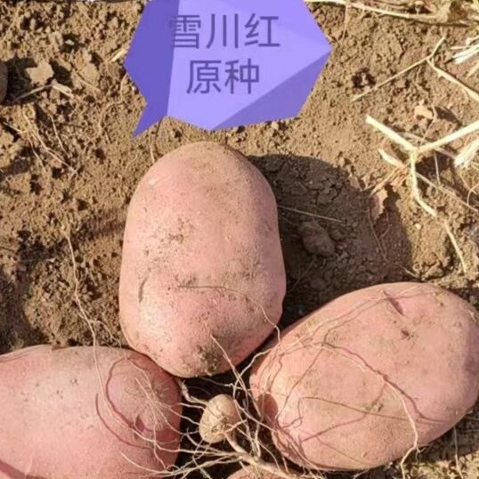 Ngân hàng của nhà máy là hạt giống Sichuan 3 hạt giống khoai tây, hạt khoai tây.